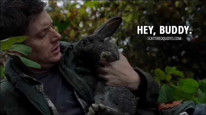 30 Best Supernatural Quotes from 'Regarding Dean' (12x11) - Dean Winchester (to a rabbit): Hey, buddy.